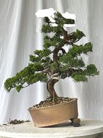 Butlern Shimp no 3.jpeg Butlern Shimp no 3.jpeg