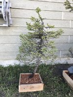 NewPicea05.jpg