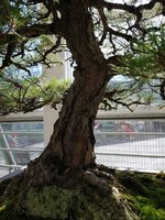 IMG_20220617_163309857.jpg