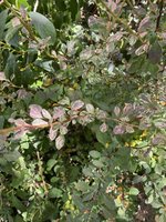 C7178BD3-5EB5-4C80-A849-A691F4C082D9.jpeg C7178BD3-5EB5-4C80-A849-A691F4C082D9.jpeg