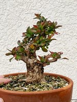 E14A18F2-B3F6-4257-B1B4-C778F5A5CDF5.jpeg E14A18F2-B3F6-4257-B1B4-C778F5A5CDF5.jpeg