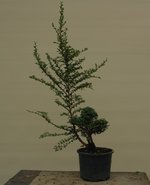 IMGP6281.JPG