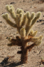 cholla.jpg