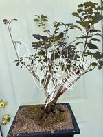 smoke bush 3.jpg