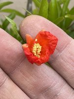 950E0E2D-21A6-4747-911E-08C97002BB19.jpeg 950E0E2D-21A6-4747-911E-08C97002BB19.jpeg