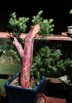 yew 1.jpg