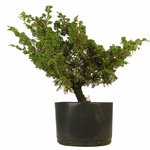 pre-bonsai-shimpaku-06-anos.jpg