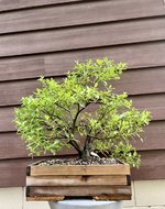 A25D7488-F97D-41B4-951E-CC0391B20E0B.jpeg A25D7488-F97D-41B4-951E-CC0391B20E0B.jpeg