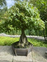 IMG_1220.jpeg IMG_1220.jpeg