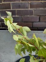 1658321694777.jpeg 1658321694777.jpeg