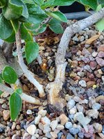 20220721_101619.jpg 20220721_101619.jpg