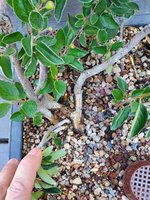 20220721_101636.jpg 20220721_101636.jpg