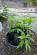 1658500608251.png 1658500608251.png