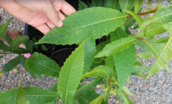 1658501059800.png 1658501059800.png