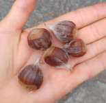 1658501075021.png 1658501075021.png