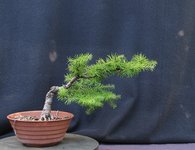 larix12-05_220728a.jpg