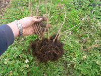 Chinese elm root cuttings 1yo 01.JPG