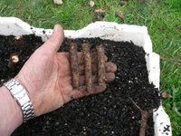 elm root cuttings 2017 5.JPG