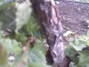 trees 2014 123.jpg