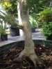 acerpalmatumatropurpureum3.jpg
