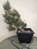 oregon pine good.jpg