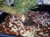 pine 1.jpg