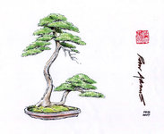 mooie juniper jeneverbes bonsai tekening.jpg