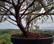 juniperus sabina 2.jpg