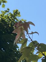 23E2DF34-D2C6-40A3-8596-CA1CC7D564D7.jpeg