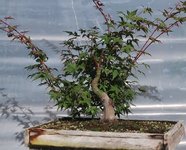 acer palmatum beni chidori 2022 08 30 (1).JPG