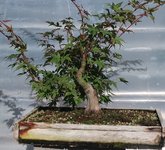 acer palmatum beni chidori 2022 08 30 (2).JPG