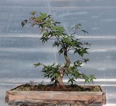 acer palmatum beni chidori 2022 08 30 (7).JPG