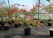 acer palmatum deshojo 2021 09 29 (1).JPG acer palmatum deshojo 2021 09 29 (1).JPG