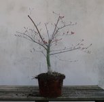 acer palmatum deshojo 2022 03 24 (2).JPG acer palmatum deshojo 2022 03 24 (2).JPG
