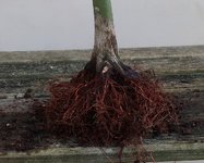 acer palmatum deshojo 2022 03 24 (7nebari).jpg acer palmatum deshojo 2022 03 24 (7nebari).jpg