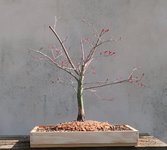 acer palmatum deshojo 2022 03 24 (10).JPG acer palmatum deshojo 2022 03 24 (10).JPG