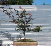 acer palmatum deshojo 2022 08 30 (1).JPG acer palmatum deshojo 2022 08 30 (1).JPG