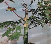 acer palmatum deshojo 2022 08 30 (2).JPG acer palmatum deshojo 2022 08 30 (2).JPG