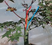 acer palmatum deshojo 2022 08 30 (2virt).jpg acer palmatum deshojo 2022 08 30 (2virt).jpg