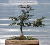 acer palmatum deshojo 2022 08 30 (3).JPG acer palmatum deshojo 2022 08 30 (3).JPG