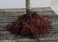 acer palmatum deshojo 2022 03 24 (4).JPG acer palmatum deshojo 2022 03 24 (4).JPG