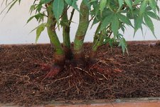 acer palmatum katsura 2022 08 30 (6).JPG