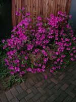 20220902_060820.jpg 20220902_060820.jpg