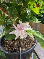 PXL_20220831_233029234.jpg PXL_20220831_233029234.jpg