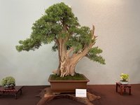 IMG_4348.jpg