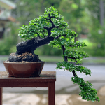 bonsai-ebony.png
