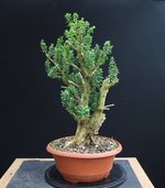 Buxus1-1.jpg