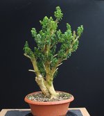 Buxus2-1.jpg