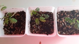 brt seedlings.jpg