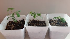 brt seedlings2.jpg